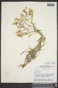 Phlox pilosa subsp. pilosa image