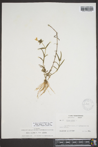 Phlox pilosa subsp. pilosa image