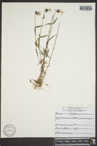 Phlox pilosa subsp. pilosa image