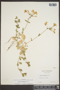 Phlox stolonifera image