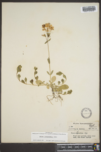 Phlox stolonifera image