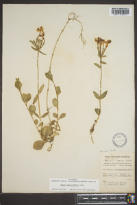 Phlox stolonifera image