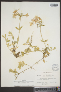 Phlox stolonifera image