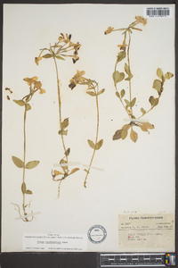 Phlox stolonifera image