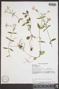 Phlox stolonifera image