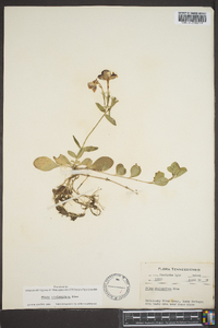 Phlox stolonifera image