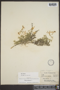 Phlox subulata subsp. australis image