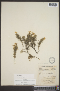 Phlox subulata subsp. australis image
