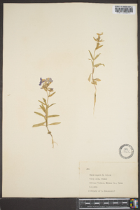 Phlox variabilis image