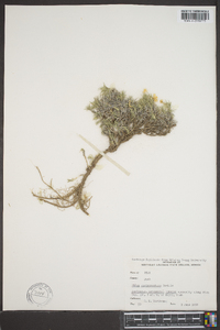 Phlox austromontana image
