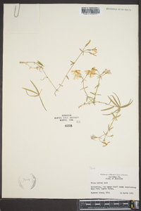 Phlox bifida image