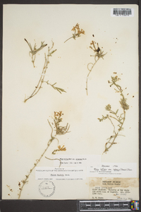 Phlox bifida subsp. arkansana image