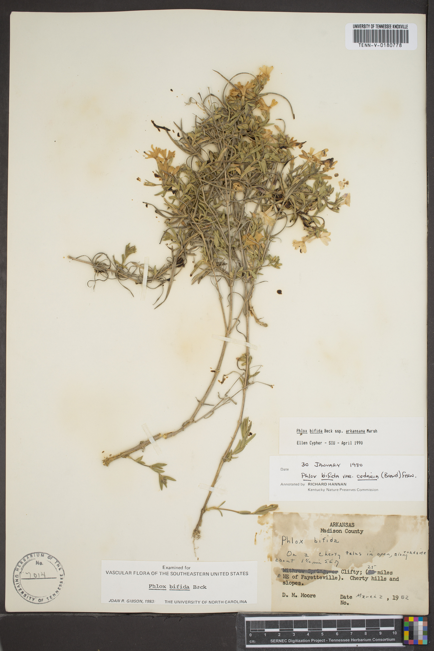 Phlox bifida subsp. arkansana image