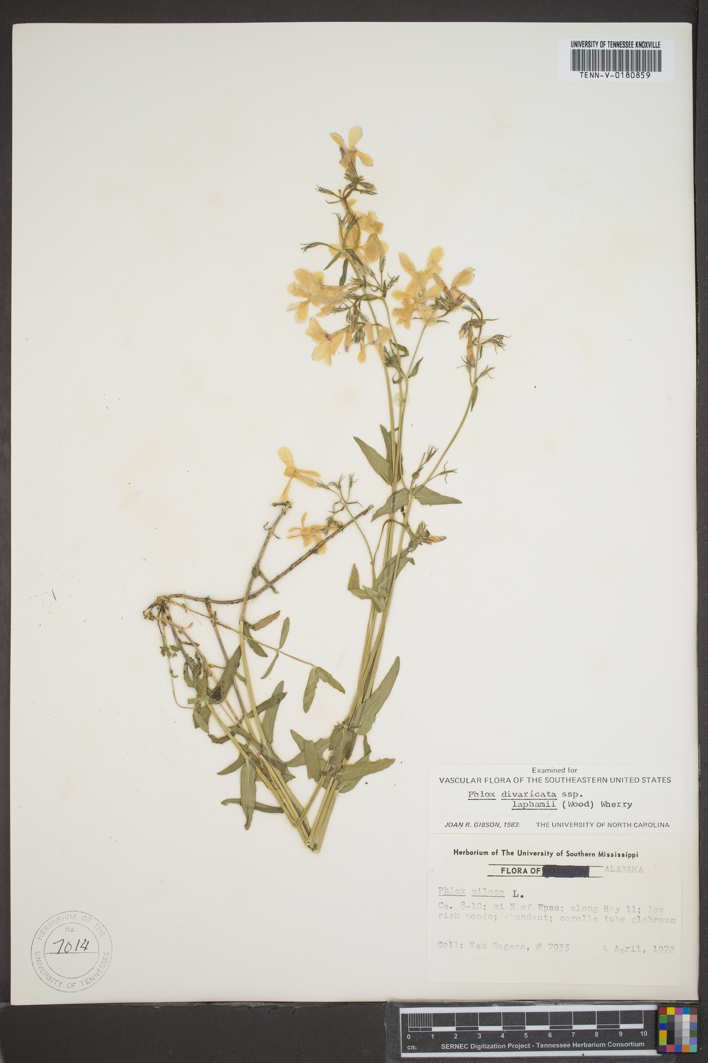 Phlox divaricata var. laphamii image