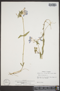 Phlox divaricata var. laphamii image