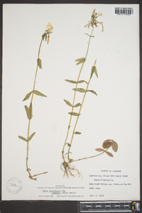 Phlox divaricata var. laphamii image