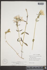 Phlox divaricata var. laphamii image