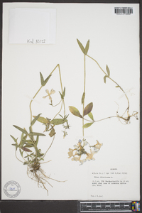 Phlox divaricata var. laphamii image