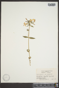 Phlox divaricata var. laphamii image