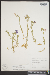 Phlox drummondii image