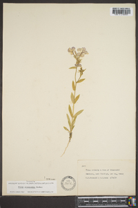 Phlox drummondii image