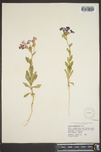 Phlox drummondii image