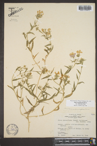 Phlox drummondii var. littoralis image