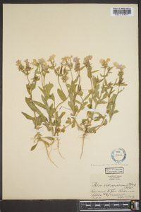 Phlox drummondii subsp. mcallisteri image