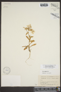 Phlox drummondii subsp. mcallisteri image