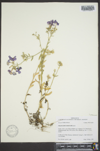 Phlox drummondii image