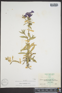 Phlox drummondii image