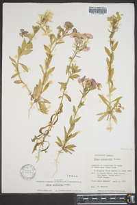 Phlox drummondii image