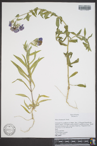 Phlox drummondii image