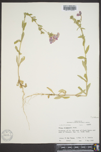 Phlox drummondii image