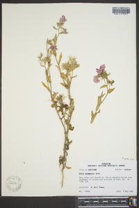 Phlox drummondii image