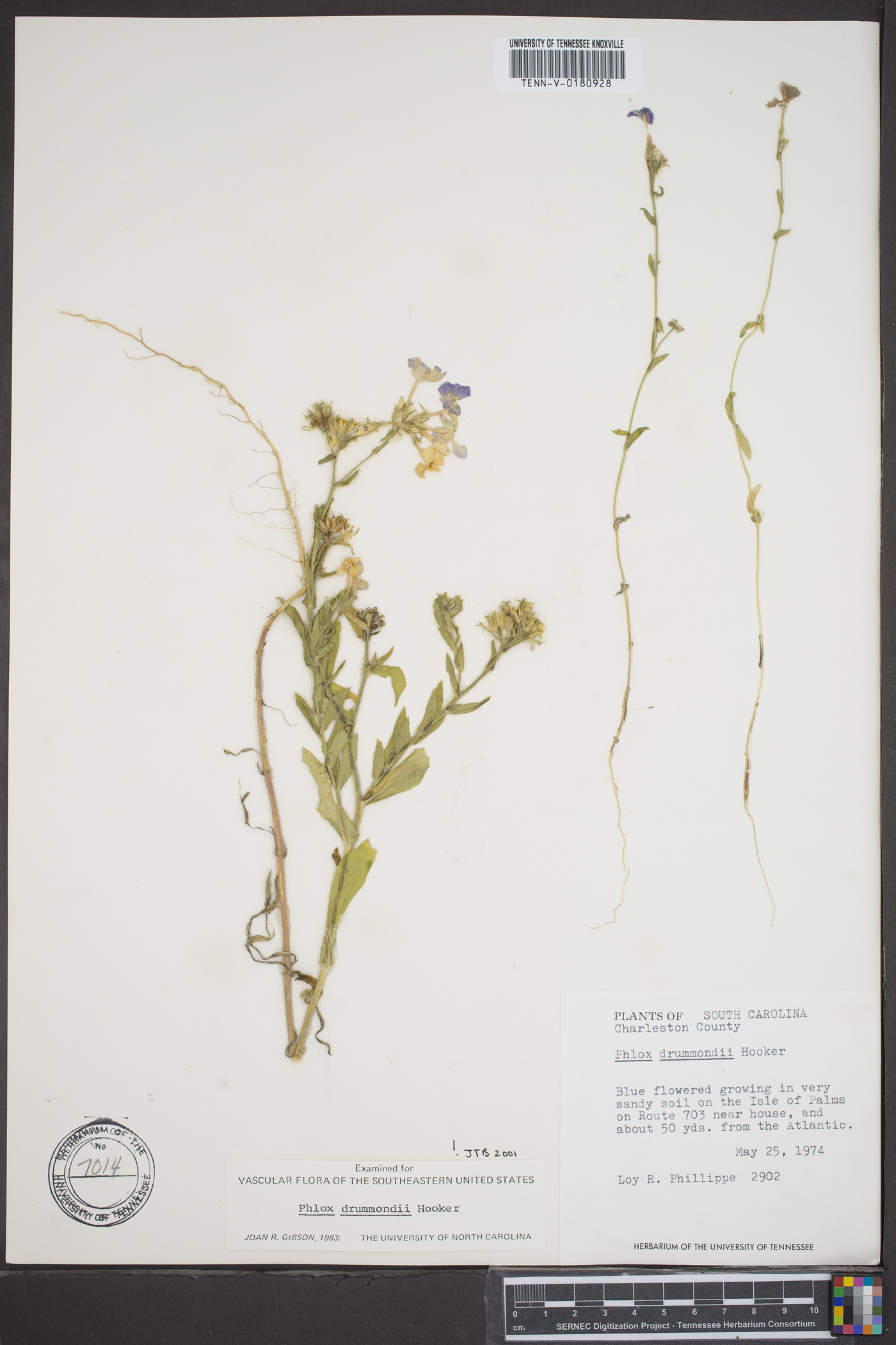 Phlox drummondii image