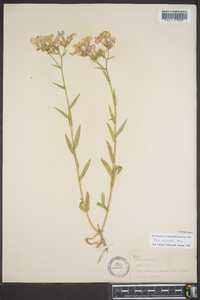 Phlox drummondii image