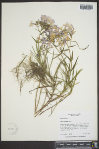 Phlox floridana image