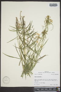 Phlox glaberrima image