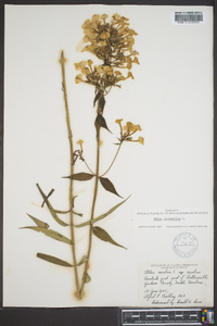 Phlox glaberrima image