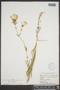 Phlox glaberrima image