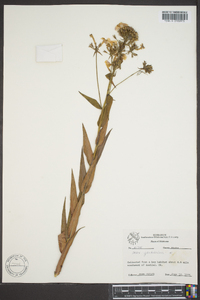 Phlox glaberrima image