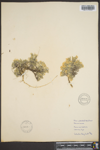 Phlox hoodii subsp. glabrata image