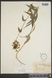 Phlox glaberrima image