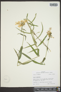 Phlox glaberrima image