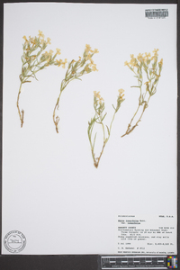 Phlox longifolia image