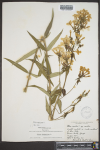 Phlox maculata image