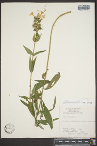 Phlox multiflora image