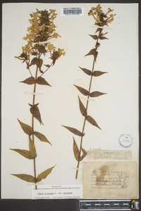 Phlox multiflora image