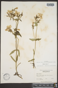 Phlox ovata image